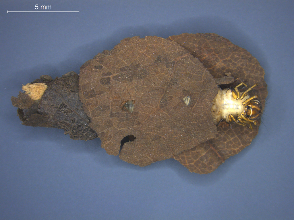 Glyphotaelius pellucidus